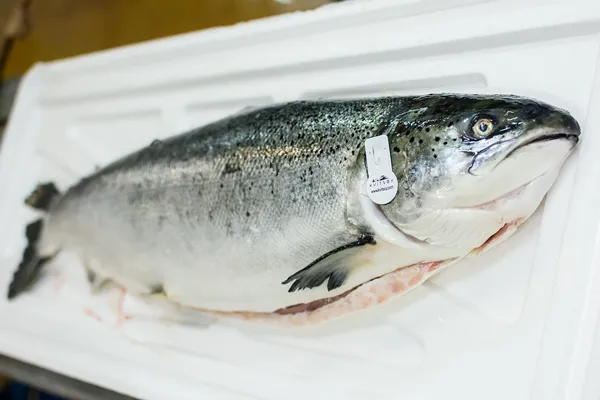 pieza de salmón noruego